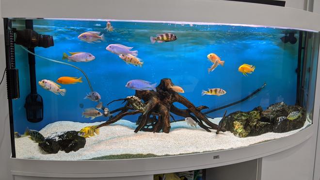 100 gallons freshwater fish tank (mostly fish and non-living decorations) - Mbuna, peacocks and haps, doing great, nasty air line to be removed imminently