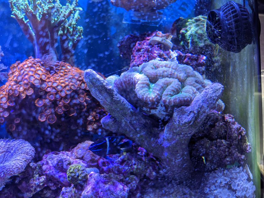 Rated #6: 46 Gallons Reef Tank - Brains!
