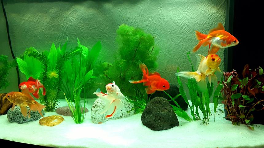 Rated #39: 48 Gallons Freshwater Fish Tank - My tank. I've had loads of setups over the years but I love my fancies. Full of character, tame and so much fun at feeding time.