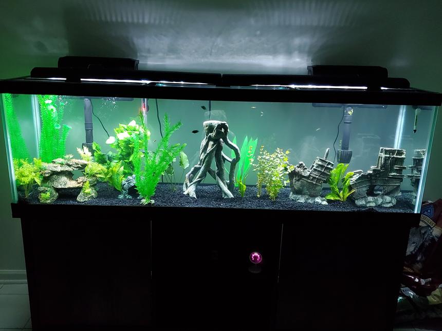 Rated #13: Freshwater Fish Stocking In 125 Gallons Tank - 125 gal freshwater