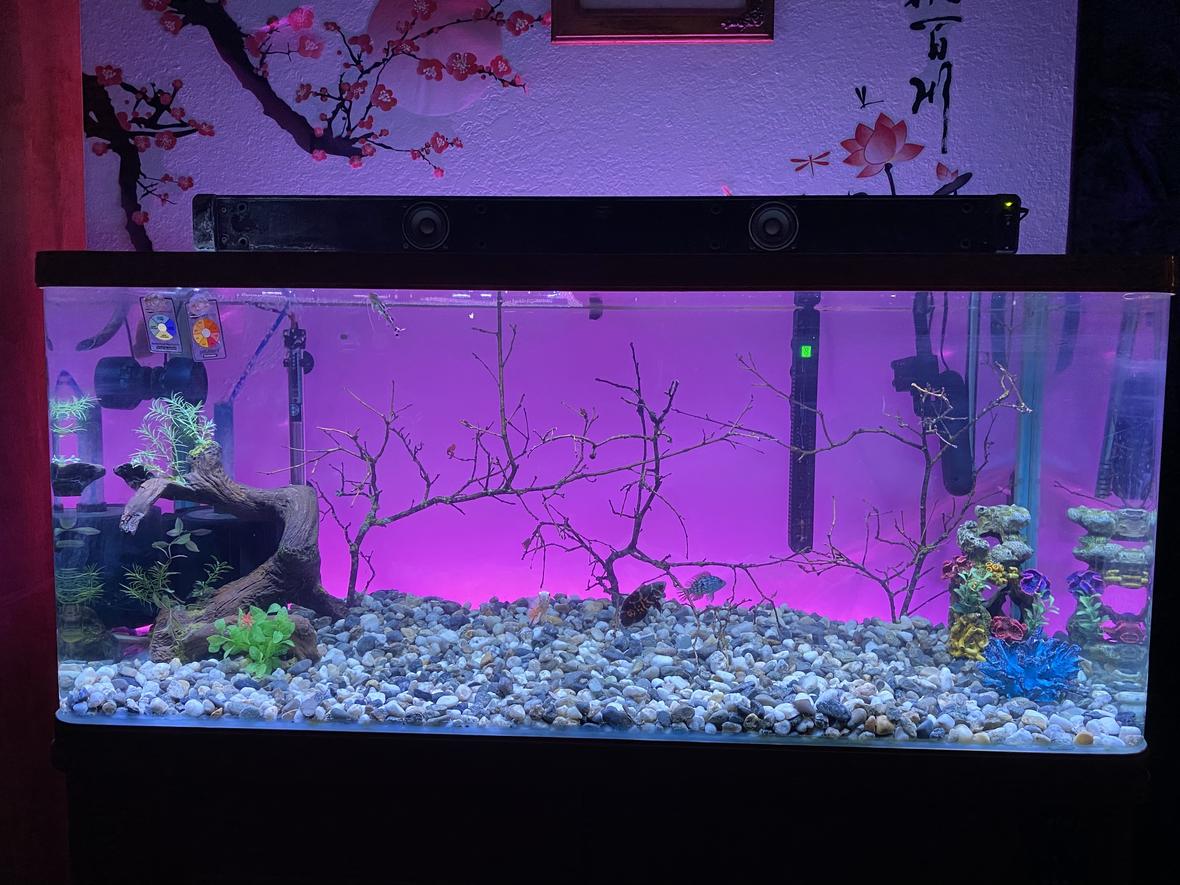 75 gallons freshwater fish tank (mostly fish and non-living decorations) - The view.