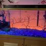 fish tank picture - Orange