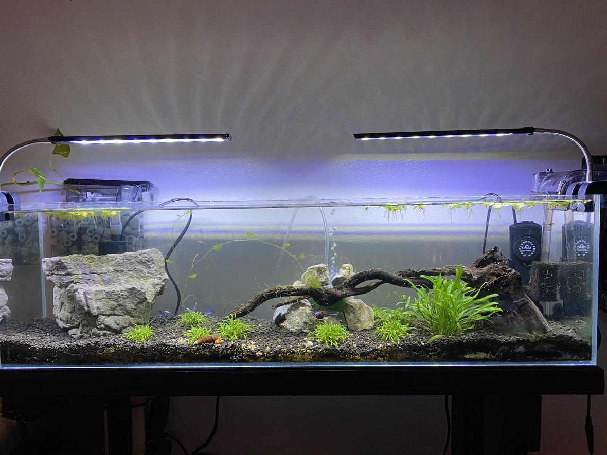 12 gallons planted tank (mostly live plants and fish) - My first tank