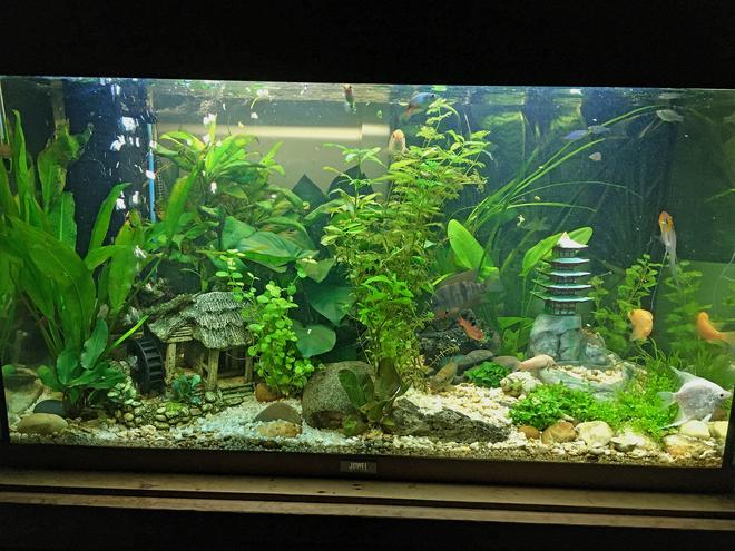 15 gallons planted tank (mostly live plants and fish) - 15 Gallon | 3D Printed & Hand Painted | Asian Themed Landscaping