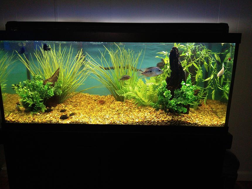 Rated #20: 75 Gallons Freshwater Fish Tank - None