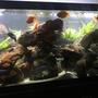 fish tank picture - Full photo 75 gallon