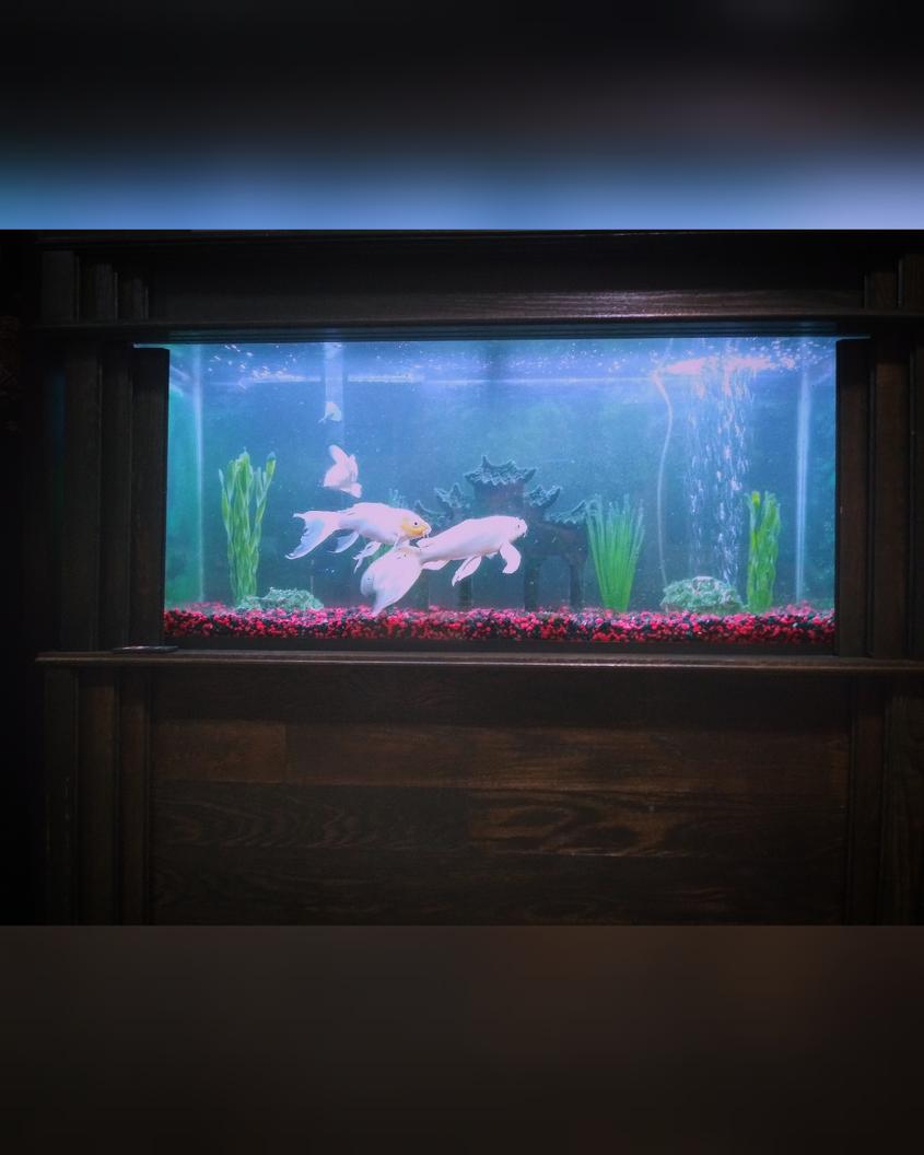 Rated #50: 75 Gallons Freshwater Fish Tank - Sometimes this is better than tv