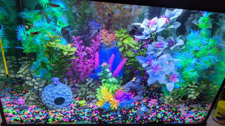 Rated #25: Freshwater Fish Stocking In 20 Gallons Tank - Glowfish style community tank with tetras and guppies.