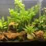 29 gallons planted tank (mostly live plants and fish) - 29 Community Tank