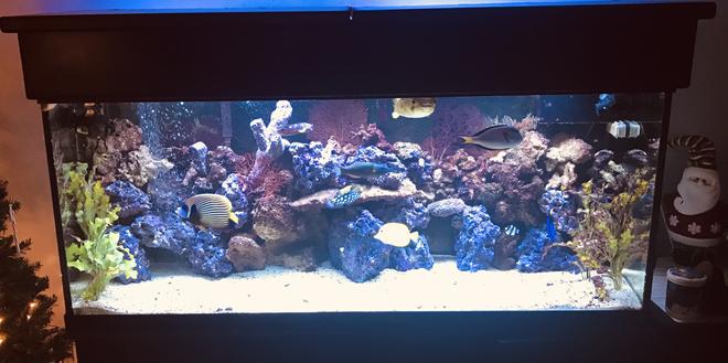 150 gallons saltwater fish tank (mostly fish, little/no live coral) - 150 Gallon FOWLR