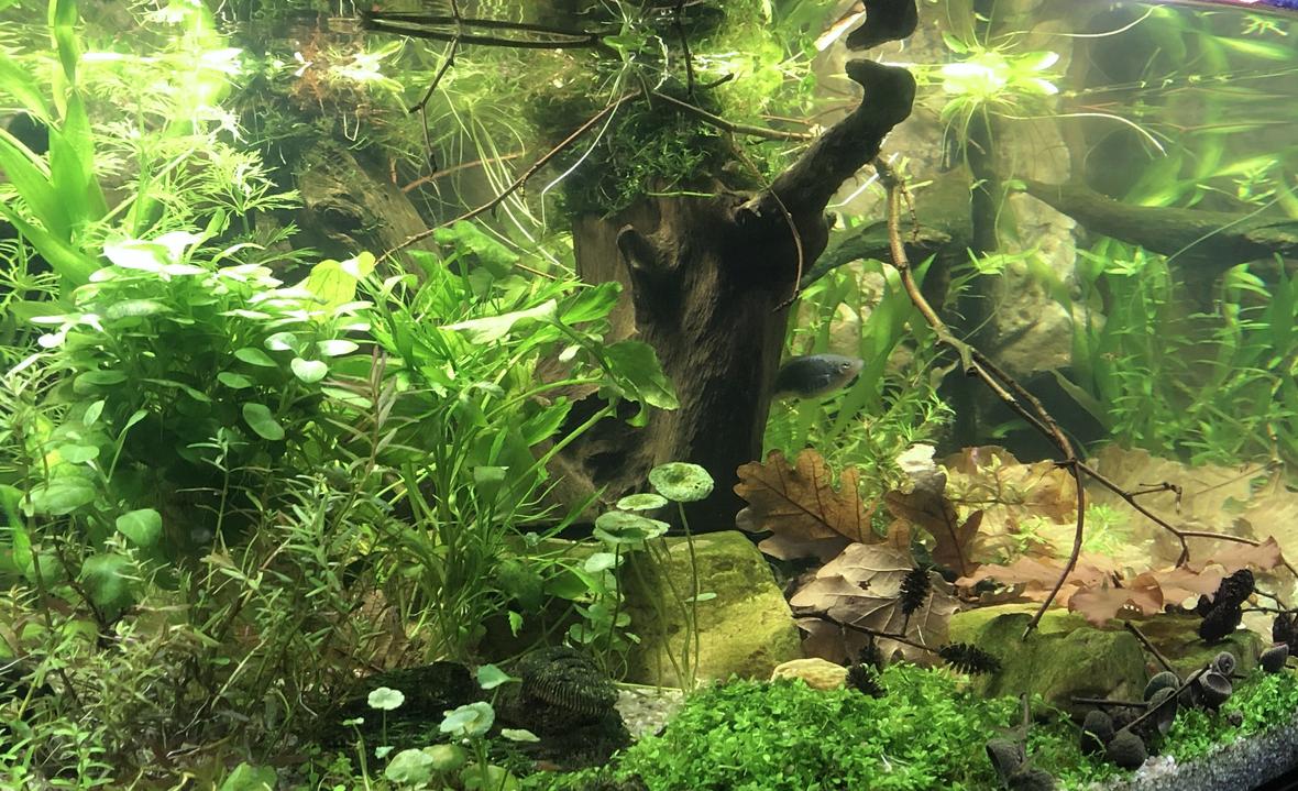 21 gallons planted tank (mostly live plants and fish) - Planted tank with some blackwater influences