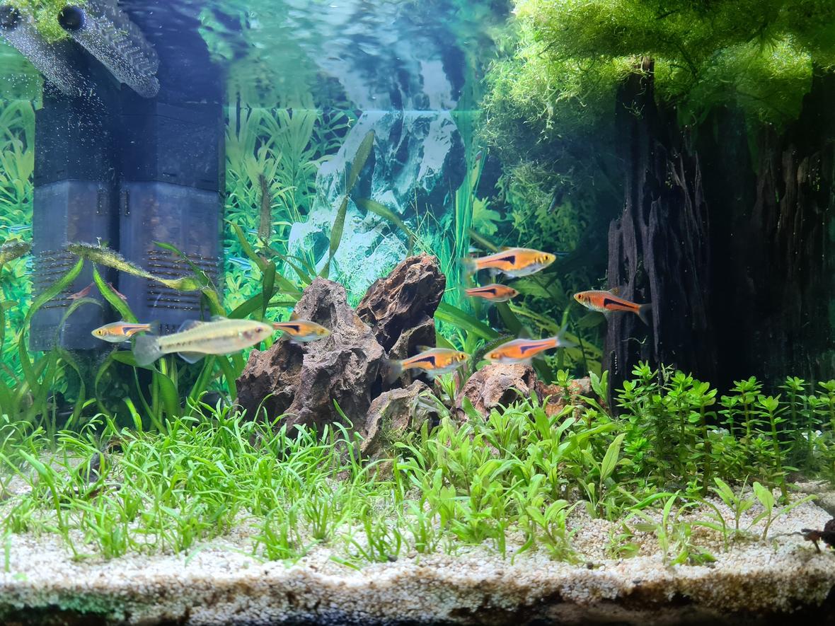 7 gallons planted tank (mostly live plants and fish) - My attempt to grow carpet this year