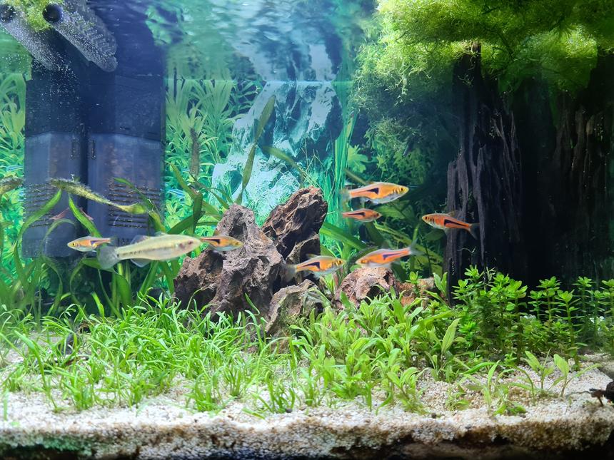 Rated #27: 7 Gallons Planted Tank - My attempt to grow carpet this year