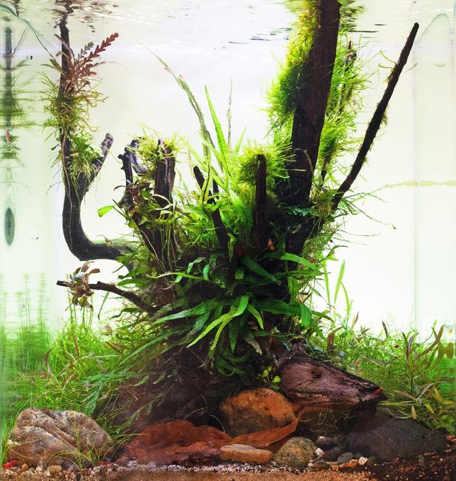 16 gallons planted tank (mostly live plants and fish) - my EAPLC tank NANO category