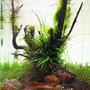 16 gallons planted tank (mostly live plants and fish) - my EAPLC tank NANO category