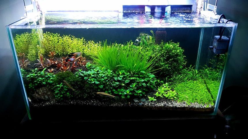 Rated #6: 15 Gallons Planted Tank - Freshwater PlantitoAlternanthera Reineckii, Blyxa Japonica, Windelov Fern, Rotala Colorata, Anubias nana petite, monte carlo, staurogyn repens, Cryptocoryne Parva, easter Island statue :p