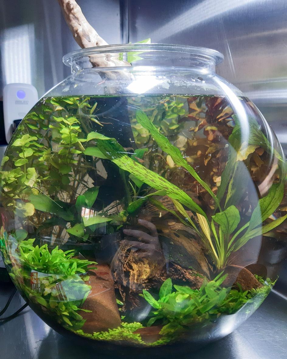 5 gallons planted tank (mostly live plants and fish) - 5 Gallons planted shrimp tank.