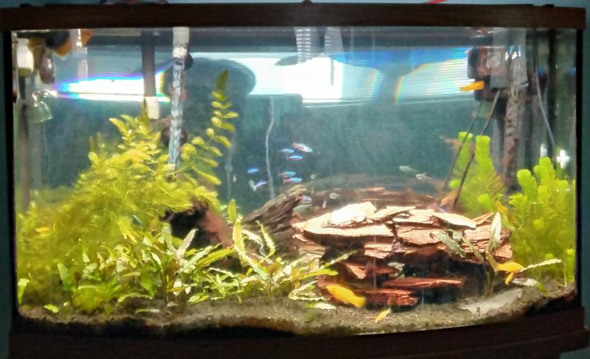 Rated #30: 46 Gallons Planted Tank - Tank 1