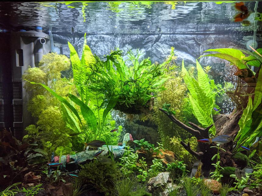 Rated #7: 30 Gallons Planted Tank - My tank after 120 days and additional plants.