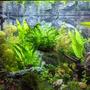 30 gallons planted tank (mostly live plants and fish) - My tank after 120 days and additional plants.
