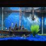 65 gallons freshwater fish tank (mostly fish and non-living decorations) - 65 gal freshwater tank