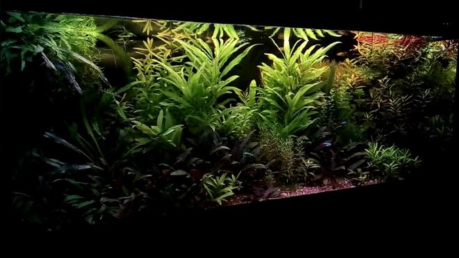 40 gallons planted tank (mostly live plants and fish) - Planted low-tech tank 150 l  40 gal.