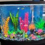 36 gallons freshwater fish tank (mostly fish and non-living decorations) - Bright colors for a community tank