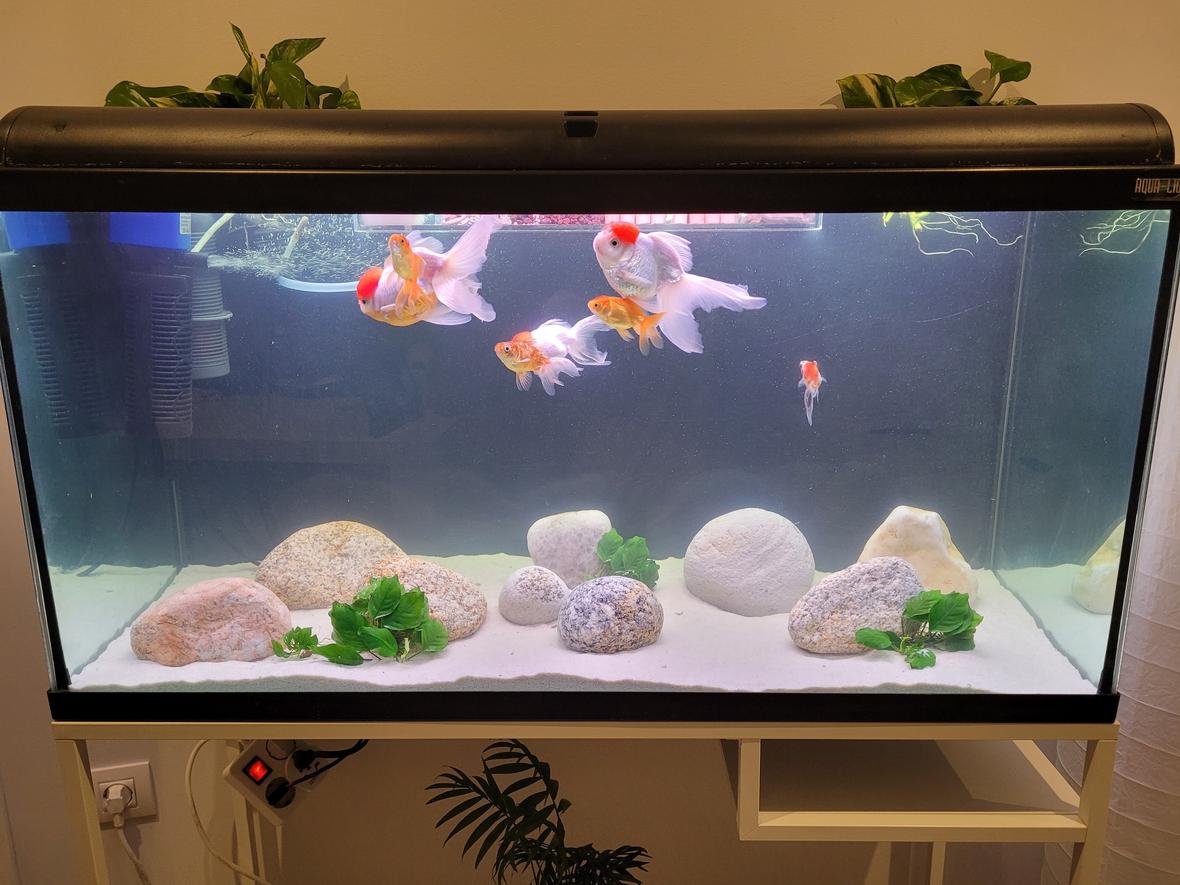 50 gallons freshwater fish tank (mostly fish and non-living decorations) - Minimalist Goldfish tank