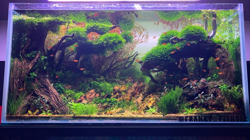 Rated #10: 60 Gallons Planted Tank - Tsunami
