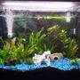 37 gallons planted tank (mostly live plants and fish) - My Tank