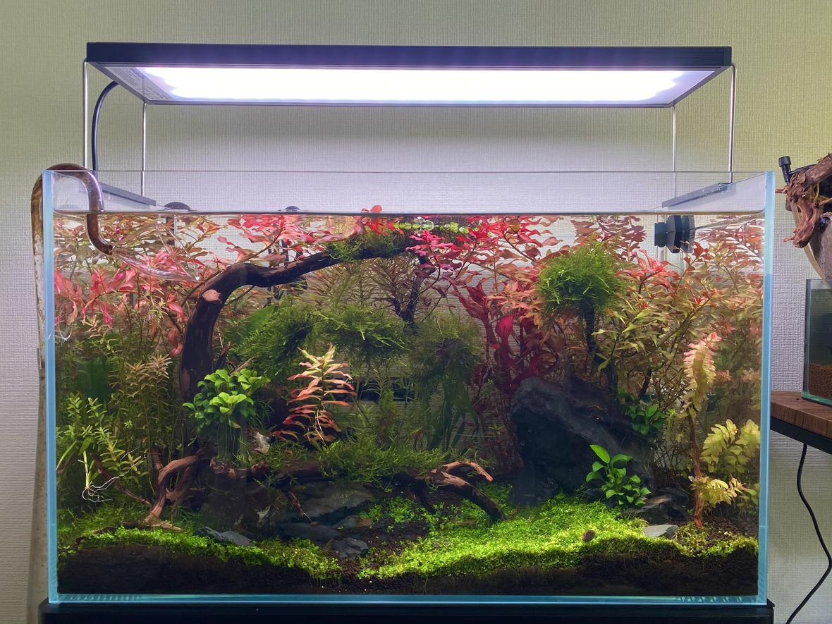 8 gallons planted tank (mostly live plants and fish) - 64 liter Pea puffer tank with Montecarlo, Ludwigia Super red, Ludwigia ruben, Alternanthera reineckii 'Pink', Rotala rotundifila, Willow moss, Java moss, christmas moss, Jungle val, Anubias var. nana petite