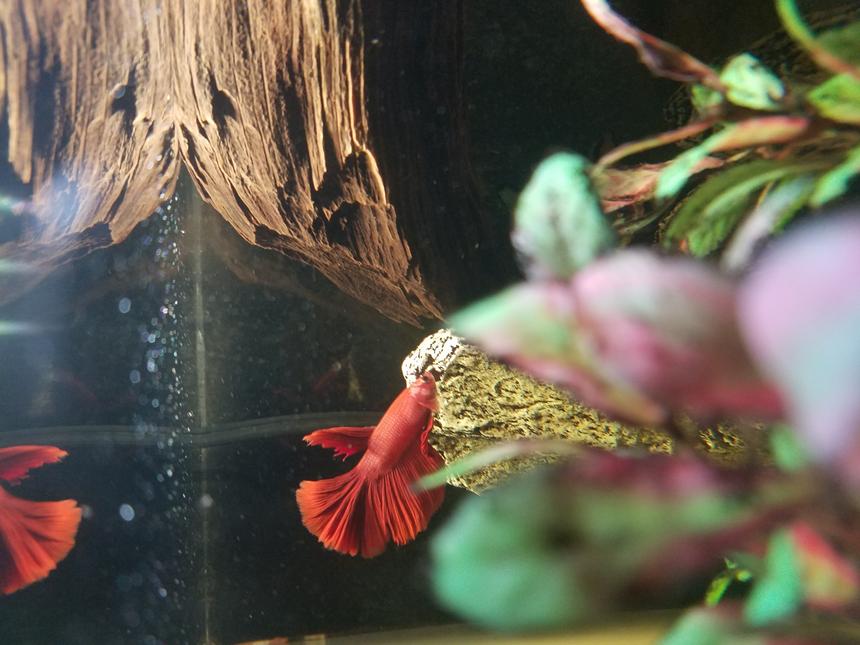 Rated #15: 55 Gallons Freshwater Fish Tank - my red delta tail betta, Irish