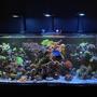 165 gallons reef tank (mostly live coral and fish) - A beautiful hobby