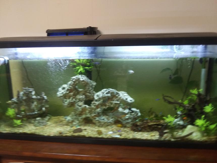Rated #32: 55 Gallons Planted Tank - this is my 55 gallon semi planted tank
