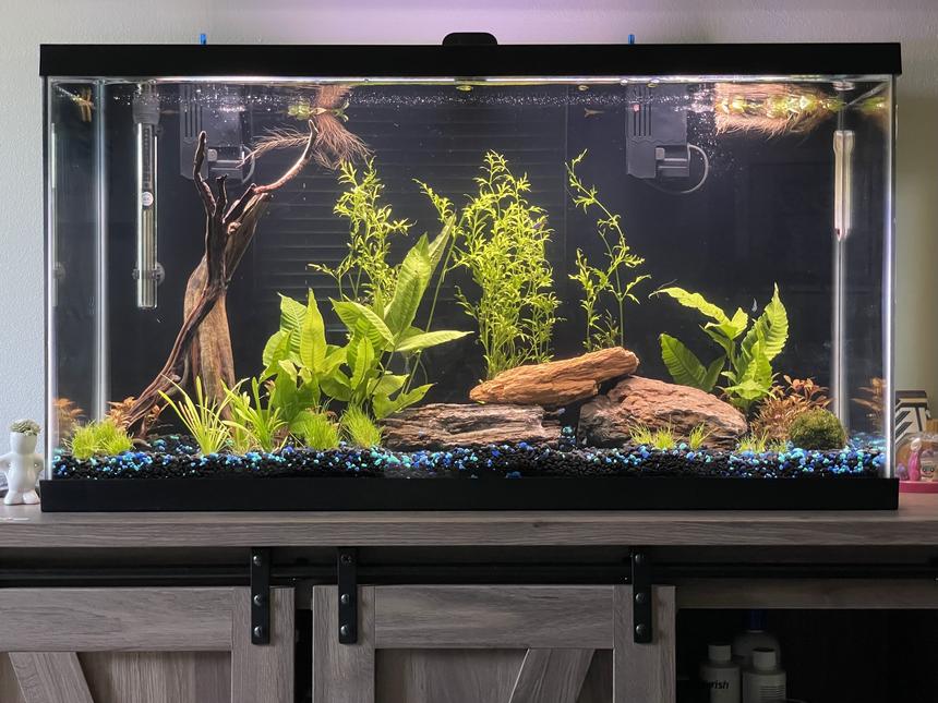 Rated #26: 38 Gallons Planted Tank - new 38 gallon planted community tank, currently cycling with tetras