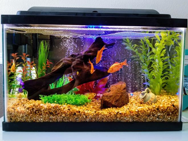 10 gallons freshwater fish tank (mostly fish and non-living decorations) - Daughter's 7th Birthday Gift, 1st 10 gal Tank...