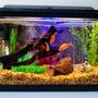 10 gallons freshwater fish tank (mostly fish and non-living decorations) - Daughter's 7th Birthday Gift, 1st 10 gal Tank...