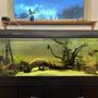 100 gallons freshwater fish tank (mostly fish and non-living decorations) - 100gal freshwater amazon
