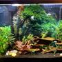 45 gallons planted tank (mostly live plants and fish) - 45 gal tall planted