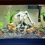 45 gallons freshwater fish tank (mostly fish and non-living decorations) - 20 gal long, Betta tank