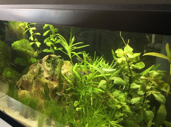 15 gallons planted tank (mostly live plants and fish) - First aquarium 3 months old