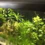 15 gallons planted tank (mostly live plants and fish) - First aquarium 3 months old