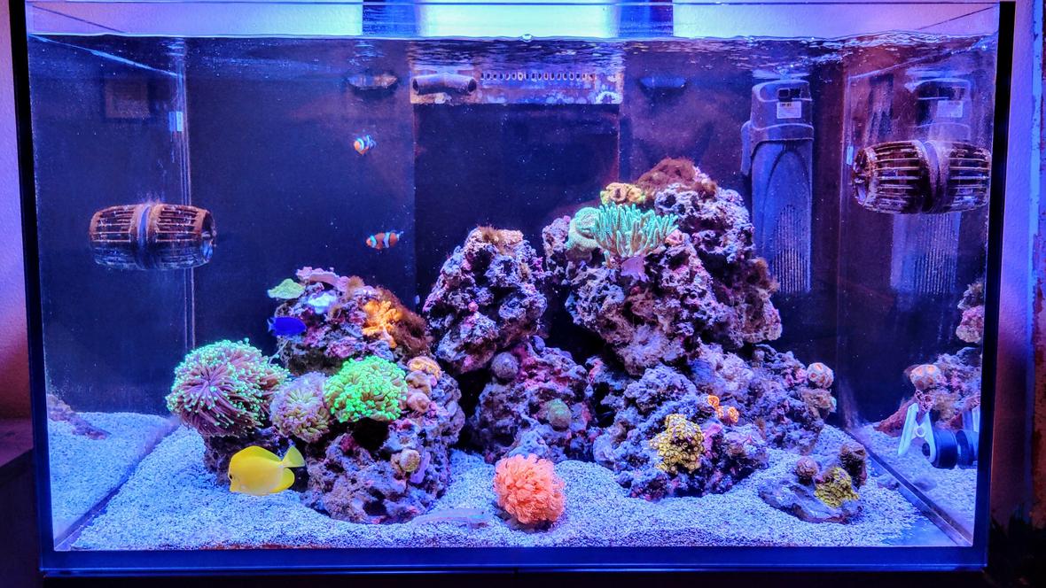 10 gallons reef tank (mostly live coral and fish) - New hobbiest!!! 60 gal. Red Sea Reefer