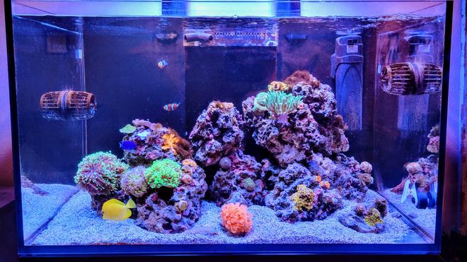 10 gallons reef tank (mostly live coral and fish) - New hobbiest!!! 60 gal. Red Sea Reefer