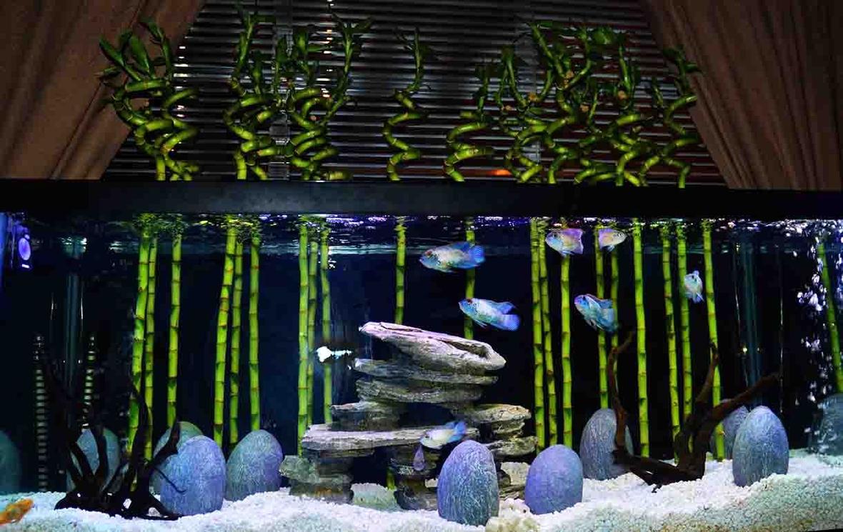 125 gallons freshwater fish tank (mostly fish and non-living decorations) - Lucky Bamboo "Forest": Dramatic Nitrate Reduction Using Riparian or Epipremnum Plants. I use pothos and monstera with roots in the water, leaves out the top on all of my tanks. On average, it dropped the nitrates some 75% after about 2 weeks. The Lucky Bamboo proved (unknowingly) to be the nitrate eating champion in that I can no longer measure any nitrates in a fully stocked 75 cichlid tank after about a month (the picture is older, as the 'bamboo' is now 4' tall!).