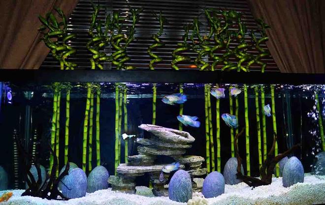 125 gallons freshwater fish tank (mostly fish and non-living decorations) - Lucky Bamboo "Forest":  Dramatic Nitrate Reduction Using Riparian or Epipremnum Plants. I use pothos and monstera with roots in the water, leaves out the top on all of my tanks.  On average, it dropped the nitrates some 75% after about 2 weeks. The Lucky Bamboo proved (unknowingly) to be the nitrate eating champion in that I can no longer measure any nitrates in a fully stocked 75 cichlid tank after about a month (the picture is older, as the 'bamboo' is now 4' tall!).