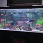 120 gallons freshwater fish tank (mostly fish and non-living decorations) - My 120 set up