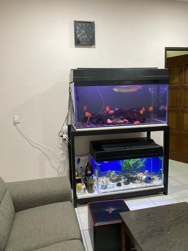 120 gallons freshwater fish tank (mostly fish and non-living decorations) - New tank setup