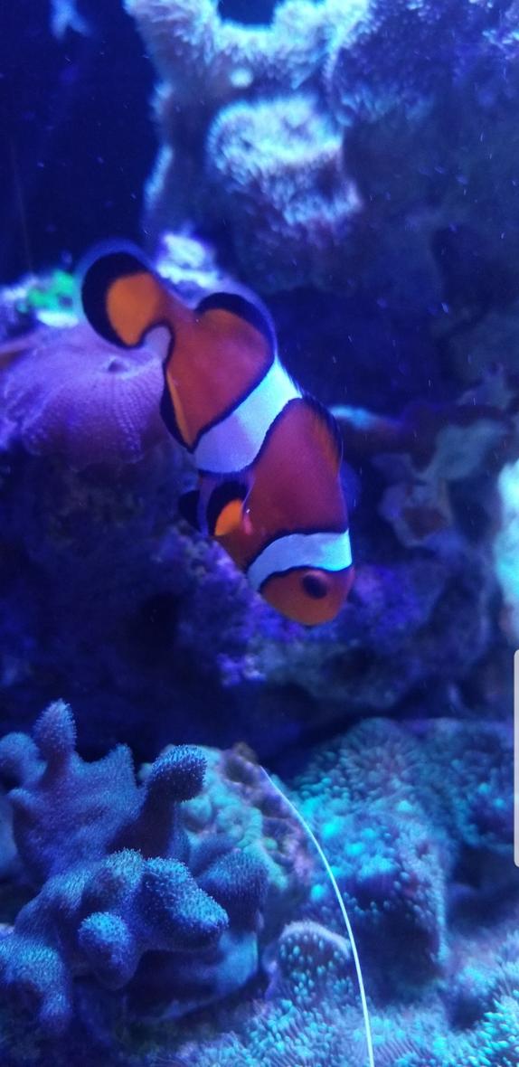 saltwater fish stocking in 125 gallons tank - My clownfish Fred