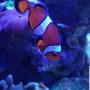 saltwater fish stocking in 125 gallons tank - My clownfish Fred